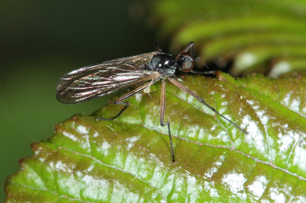 Brachystoma vesiculosum (Brachystomatidae)